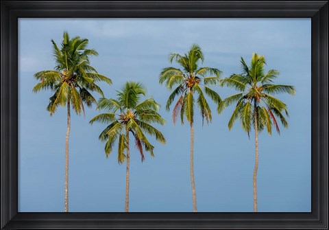 Framed Coconut trees in Backwaters, Kerala, India Print