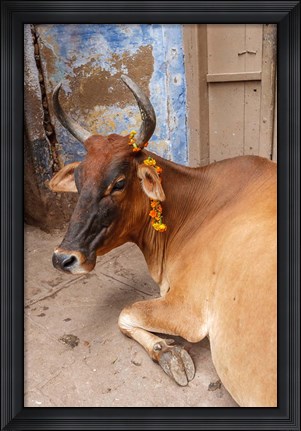 Framed Cow withFflowers, Varanasi, India Print