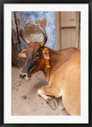 Framed Cow withFflowers, Varanasi, India Print