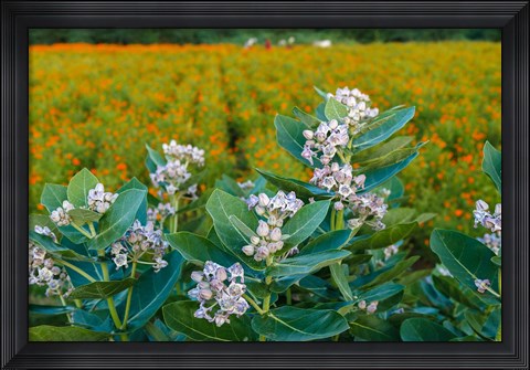 Framed Flower Field, Southern India Print