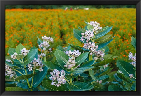 Framed Flower Field, Southern India Print