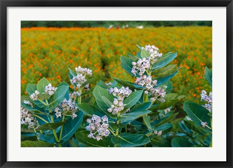 Framed Flower Field, Southern India Print