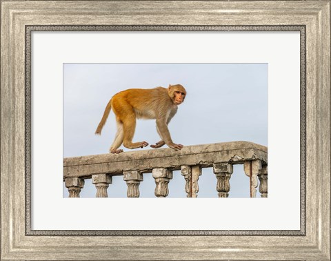 Framed Monkey, Varanasi, India Print