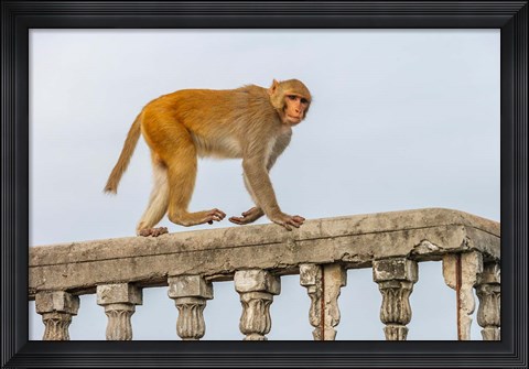 Framed Monkey, Varanasi, India Print