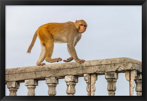 Framed Monkey, Varanasi, India Print