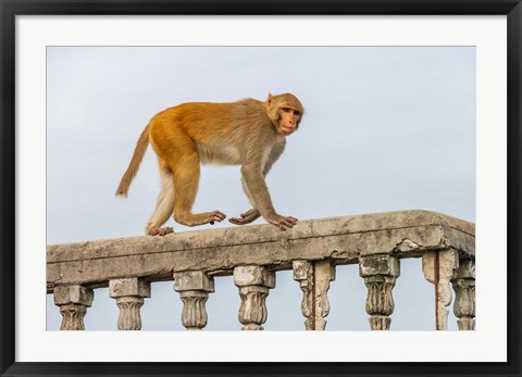 Framed Monkey, Varanasi, India Print