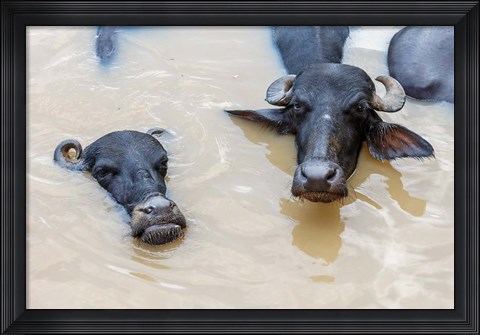 Framed Water Buffalo in Ganges River, Varanasi, India Print