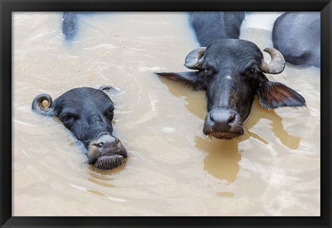 Framed Water Buffalo in Ganges River, Varanasi, India Print