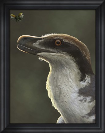 Framed Acheroraptor dromaeosaurid dinosaur with hispine beetle Print