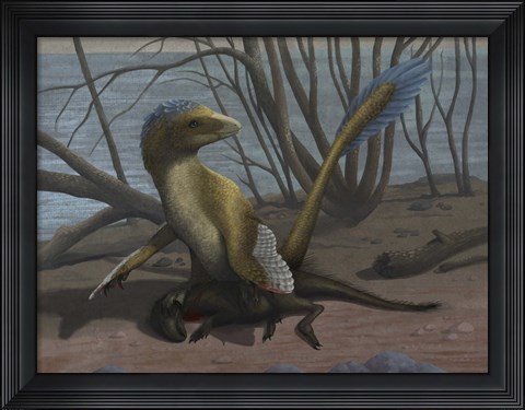 Framed Deinonychus protects its kill, a psittacosaurid dinosaur Print