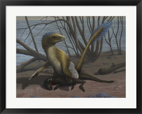 Framed Deinonychus protects its kill, a psittacosaurid dinosaur Print