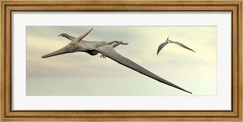 Framed Two pteranodon dinosaurs flying in cloudy sky Print