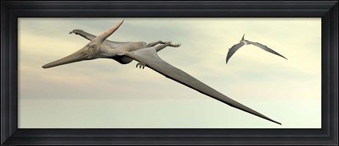 Framed Two pteranodon dinosaurs flying in cloudy sky Print
