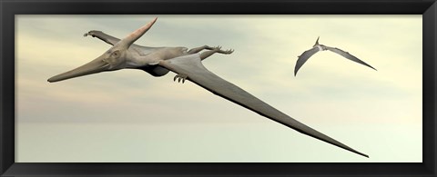 Framed Two pteranodon dinosaurs flying in cloudy sky Print