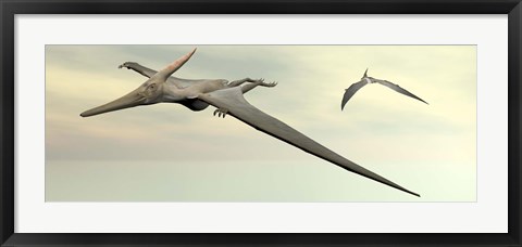 Framed Two pteranodon dinosaurs flying in cloudy sky Print