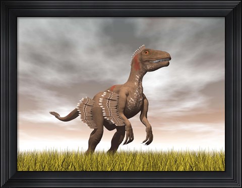 Framed Velociraptor dinosaur standing in the yellow grass Print