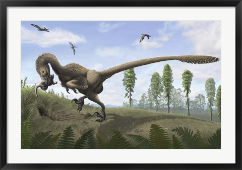 Framed Saurornitholestes seeks prey in burrows Print