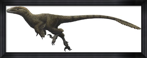 Framed Utahraptor ostrommaysorum Print