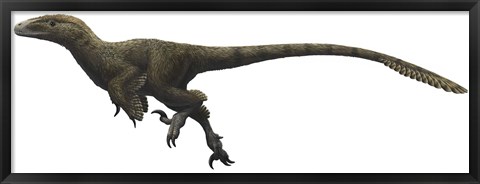 Framed Utahraptor ostrommaysorum Print