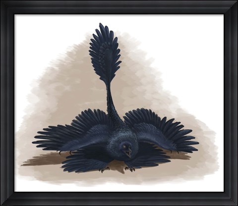 Framed Microraptor gui spreads its four wings to look as large as possible Print
