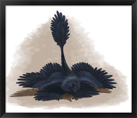 Framed Microraptor gui spreads its four wings to look as large as possible Print