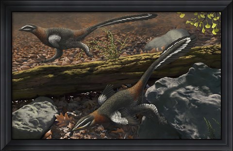 Framed Mei long, the famous troodontid in the sleeping position Print