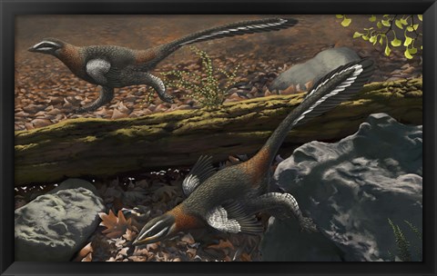 Framed Mei long, the famous troodontid in the sleeping position Print