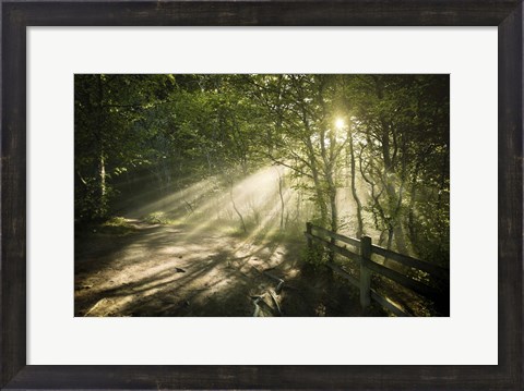 Framed Sunrays shining through a dark, misty forest, Liselund Slotspark, Denmark Print