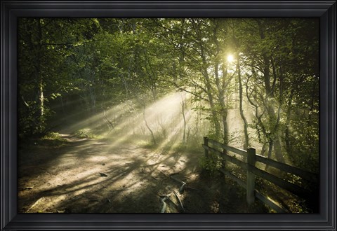 Framed Sunrays shining through a dark, misty forest, Liselund Slotspark, Denmark Print