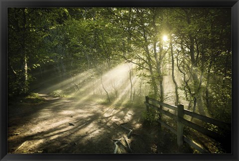 Framed Sunrays shining through a dark, misty forest, Liselund Slotspark, Denmark Print