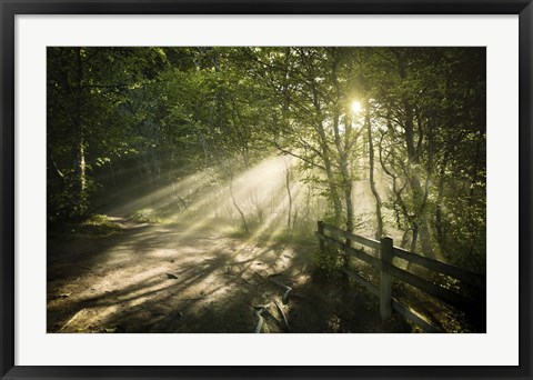 Framed Sunrays shining through a dark, misty forest, Liselund Slotspark, Denmark Print