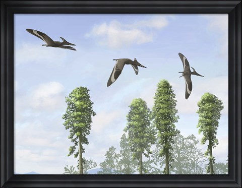 Framed Pteranodon longiceps trio, two males and a female Print