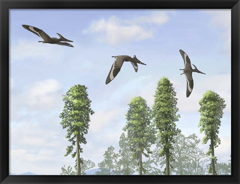 Framed Pteranodon longiceps trio, two males and a female Print