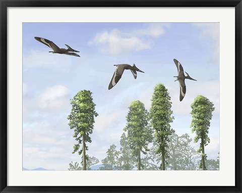 Framed Pteranodon longiceps trio, two males and a female Print