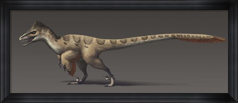 Framed Utahraptor ostrommaysorum, the largest known dromaeosaur Print