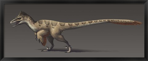 Framed Utahraptor ostrommaysorum, the largest known dromaeosaur Print