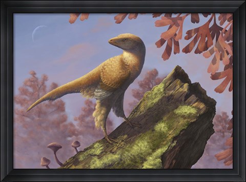 Framed Eosinopteryx brevipenna perched on a tree branch Print