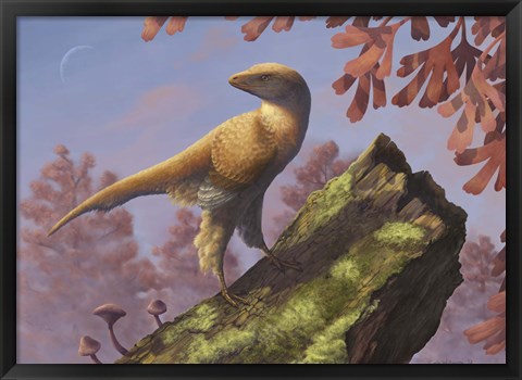 Framed Eosinopteryx brevipenna perched on a tree branch Print