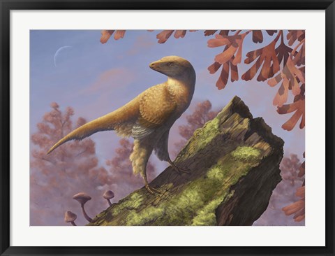 Framed Eosinopteryx brevipenna perched on a tree branch Print