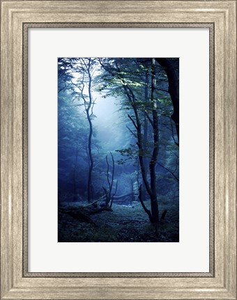 Framed Misty, dark forest, Liselund Slotspark, Denmark Print