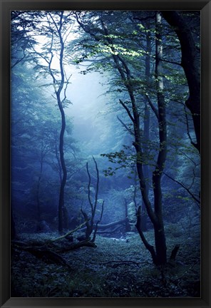 Framed Misty, dark forest, Liselund Slotspark, Denmark Print