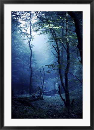 Framed Misty, dark forest, Liselund Slotspark, Denmark Print