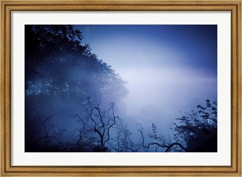 Framed Silhouettes of trees and branches in a dark, misty forest, Denmark Print