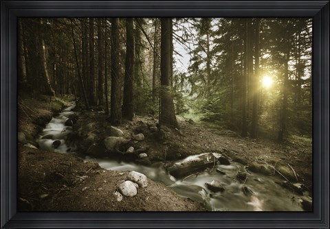 Framed Small stream in a forest at sunset, Pirin National Park, Bulgaria Print