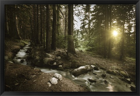 Framed Small stream in a forest at sunset, Pirin National Park, Bulgaria Print