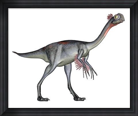 Framed Gigantoraptor dinosaur, white background Print