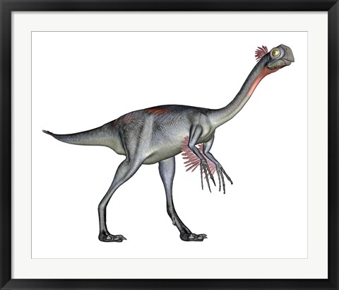 Framed Gigantoraptor dinosaur, white background Print