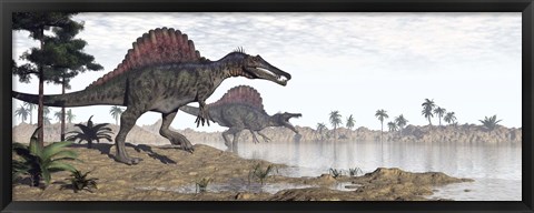 Framed Two Spinosaurus dinosaurs walking to the water in a desert landscape Print
