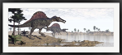 Framed Two Spinosaurus dinosaurs walking to the water in a desert landscape Print