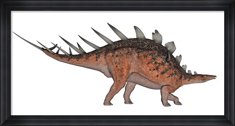 Framed Kentrosaurus dinosaur, white background Print
